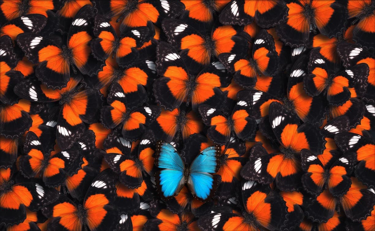 11. Defining Your Personal Brand for the Job Market